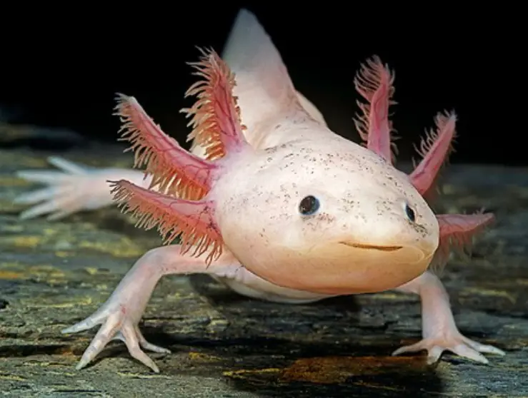 Que Sont Les Infections Parasitaires Chez Les Axolotls?