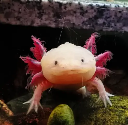 Warum schwebt mein Axolotl?