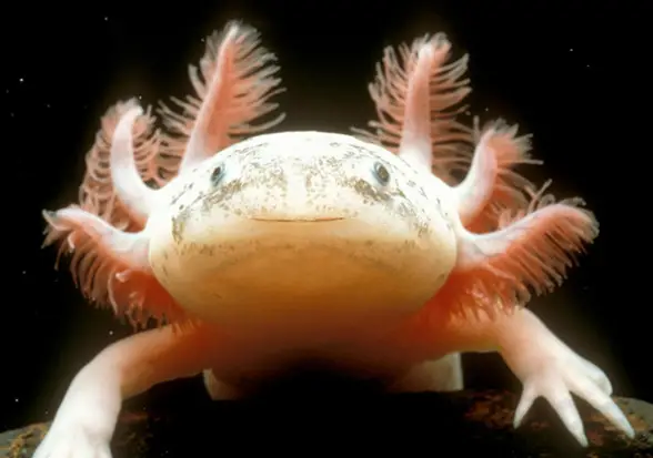How To Prevent Bacterial Infections In Axolotl's Tanks