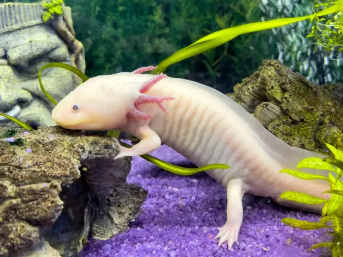 Axolotl Shedding Skin/Slime coat?  : Newts and Salamanders  Portal