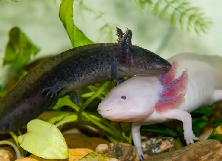 How To Tell If An Axolotl Is Stressed