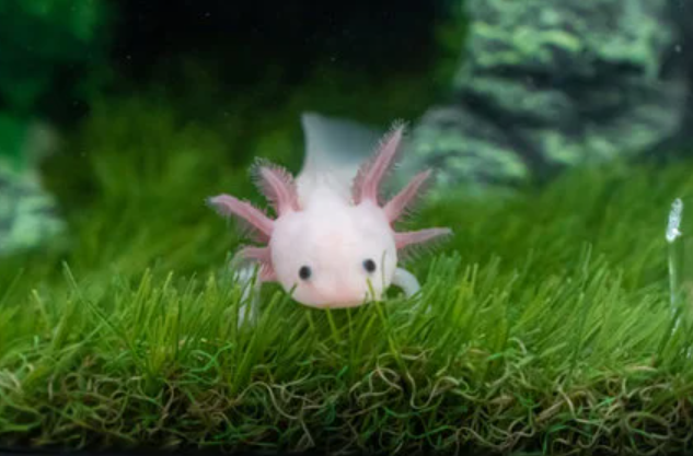 Can Axolotls Live In Saltwater
