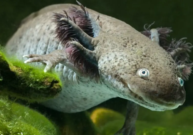 How Do You Acclimate An Axolotl To A New Tank?
