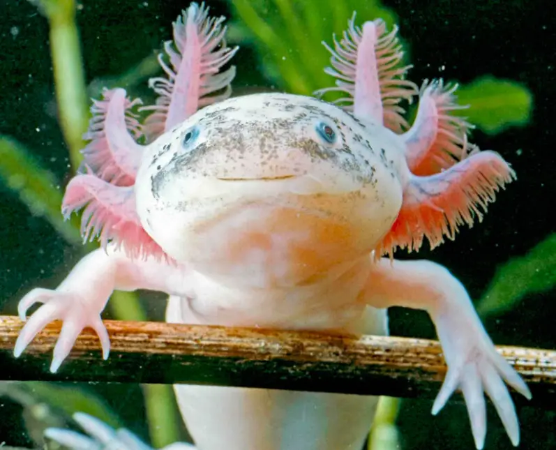 What Are The Ideal Salinity For Axolotls?