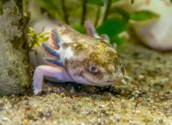 Cómo respiran los axolotls