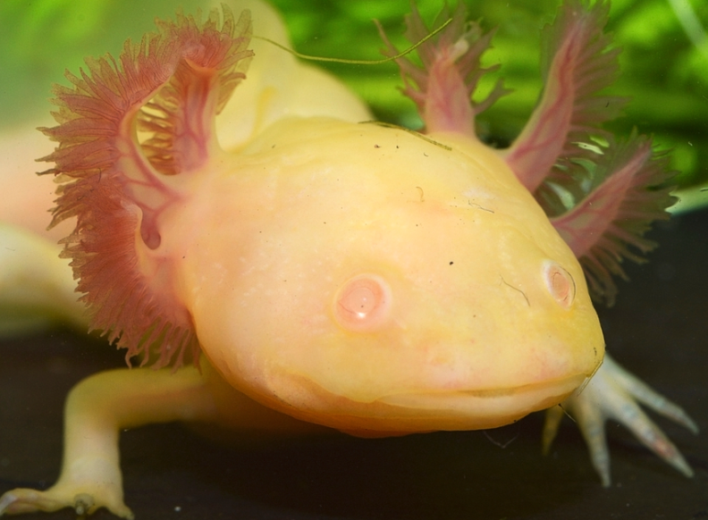 Beste Substrate für Axolotls